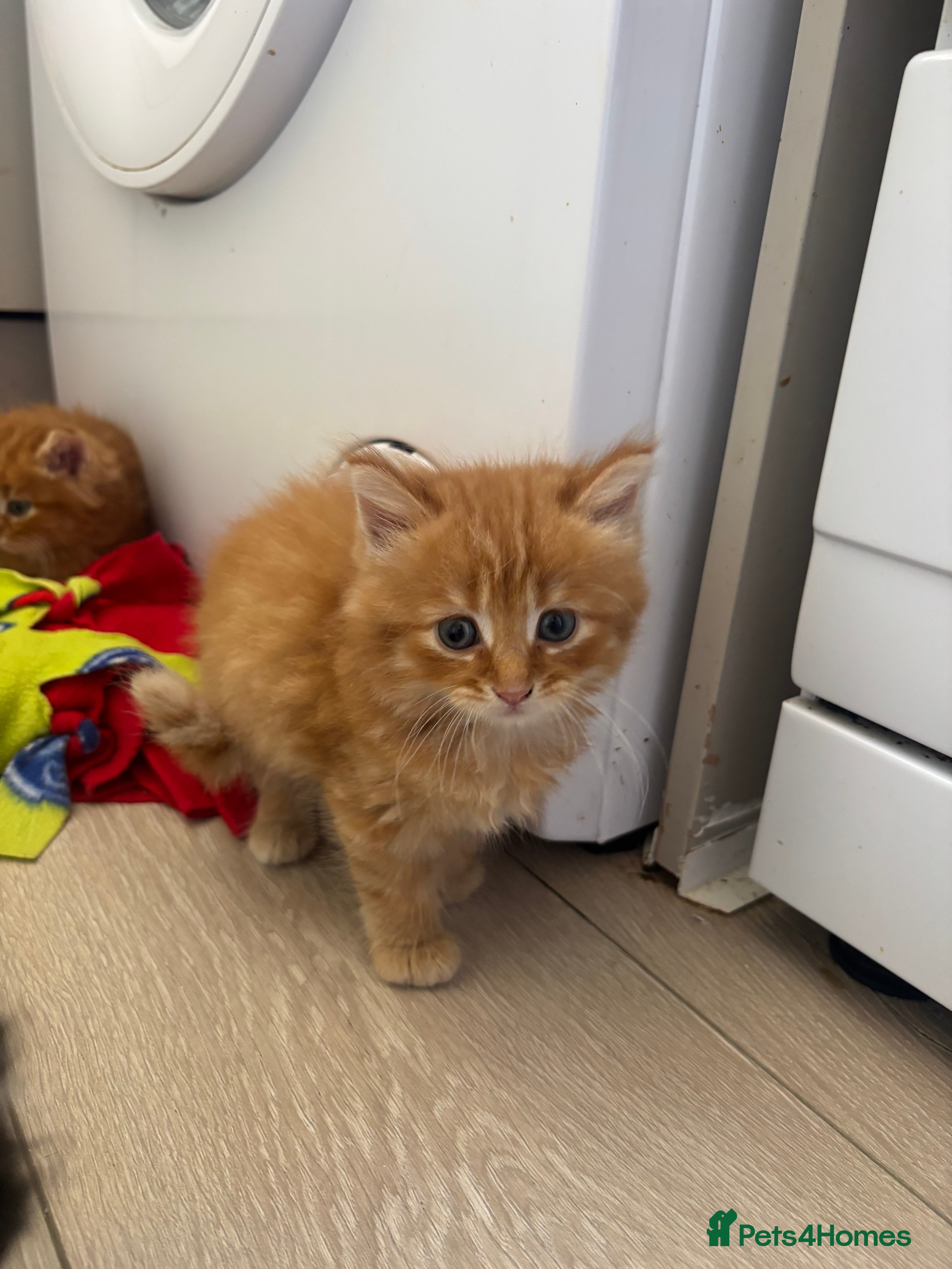 Domestic Shorthair cats 6 gorgeous kittens looking for loving home - Advert 1
