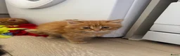 Domestic Shorthair cats for sale: 6 gorgeous kittens looking for loving home - Advert 1