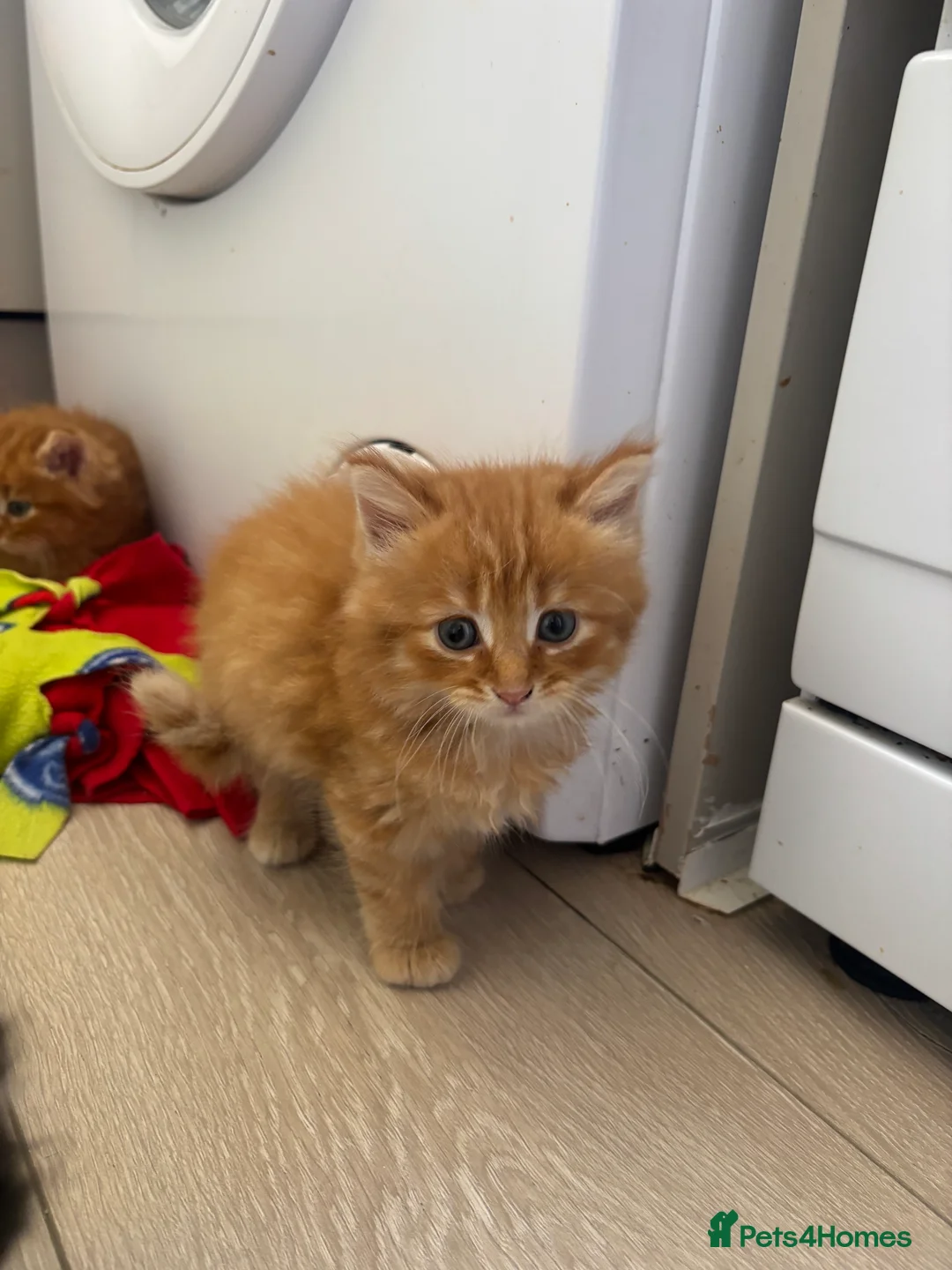 Domestic Shorthair cats for sale: 6 gorgeous kittens looking for loving home - Advert 1