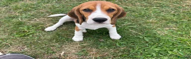 Beagle 1