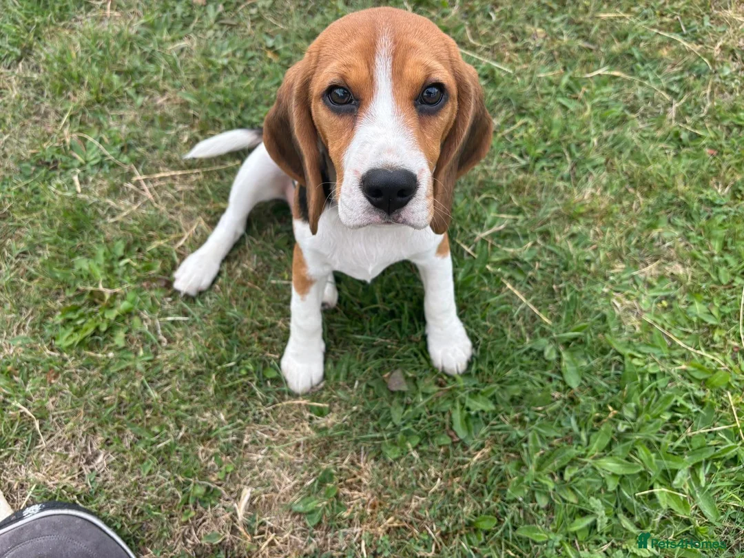 Beagle dogs for sale: Loving young Beagle looking for new home  - Advert 6