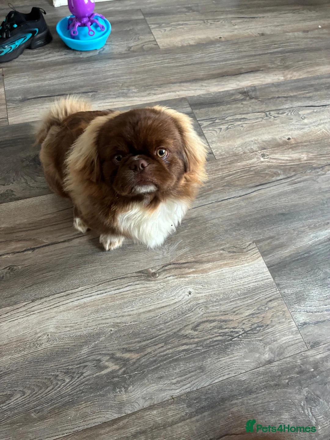 Pekingese dogs for sale: Male Pekingese  - Advert 4