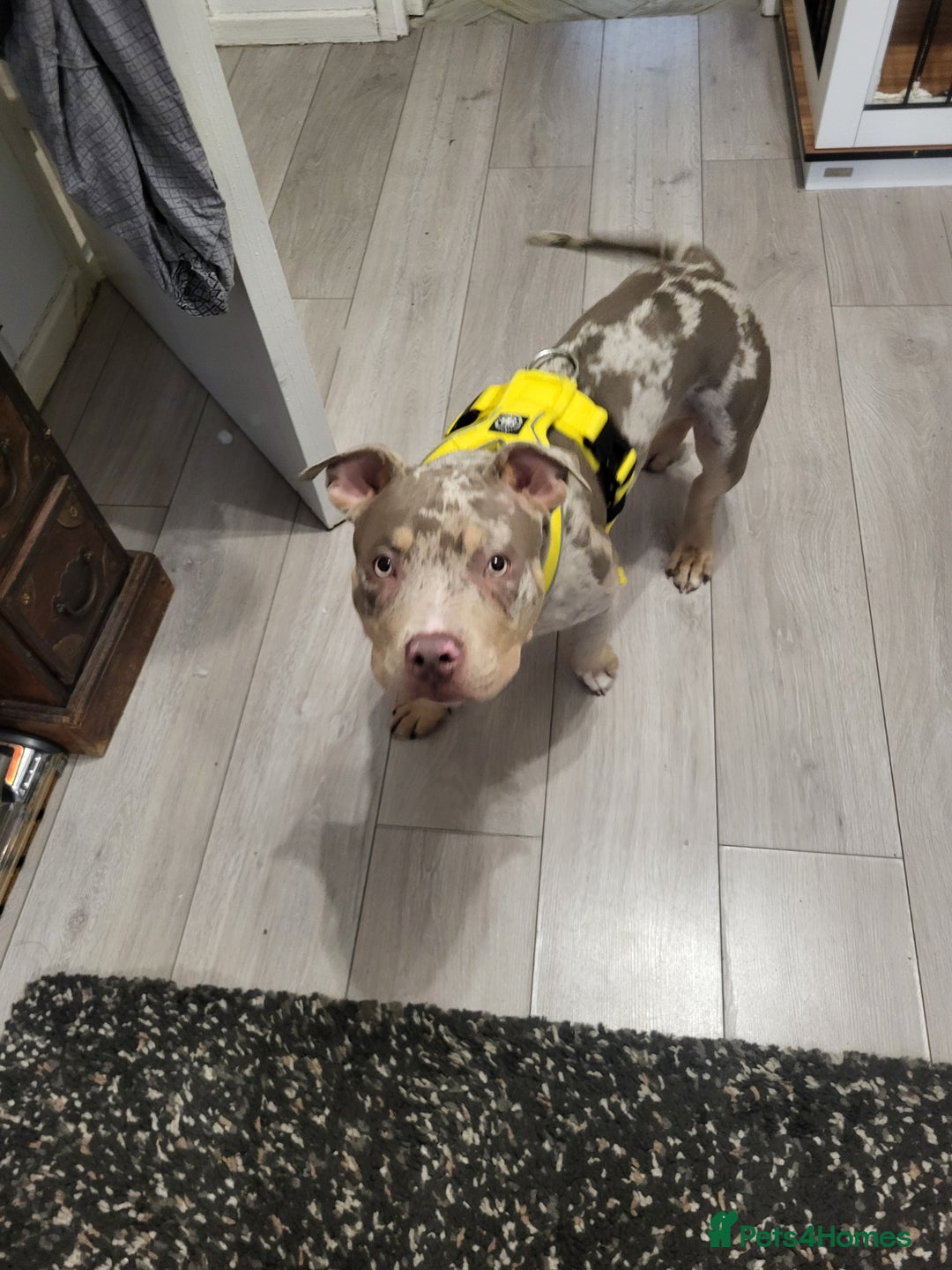 American Bully dogs for sale: Grand Champion bloodline American Bully (not xl).  - Advert 3