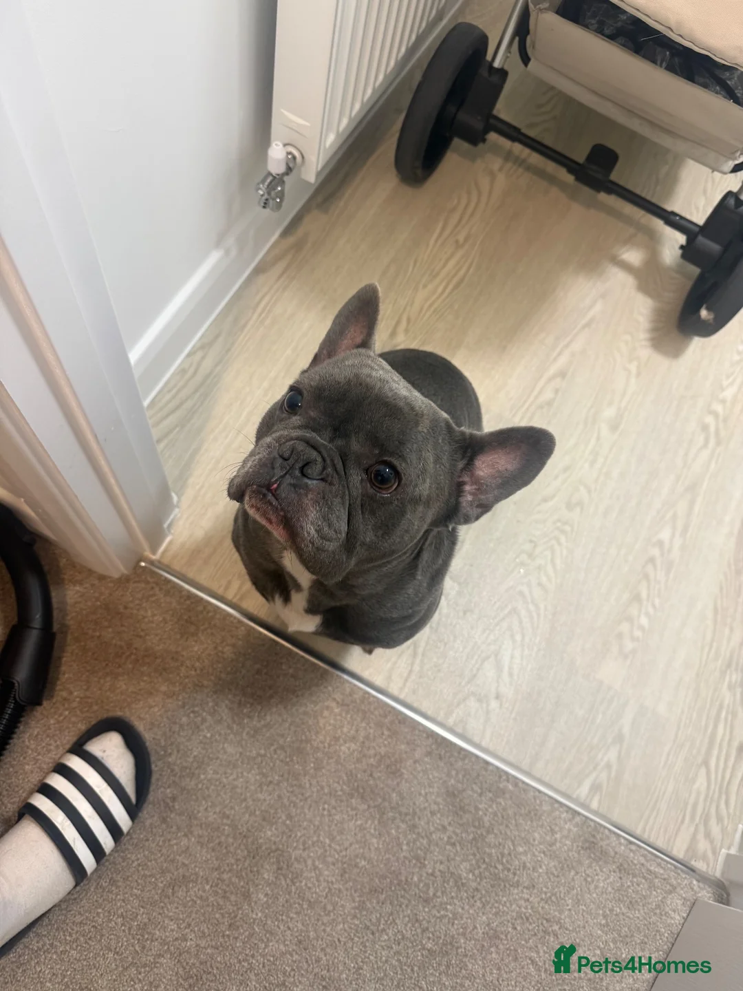 French Bulldog dogs for sale: Meet Kenzo 🐾❤️ – Looking for His Forever Home - Advert 2