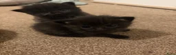 Mixed Breed cats for sale: Kittens - Advert 7