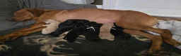 Labrador Retriever dogs for sale: KC Labrador Puppies Licenced Breeder - Advert 1