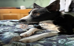 Border Collie dogs for sale: Border Collie Female 7 months old  - Advert 8