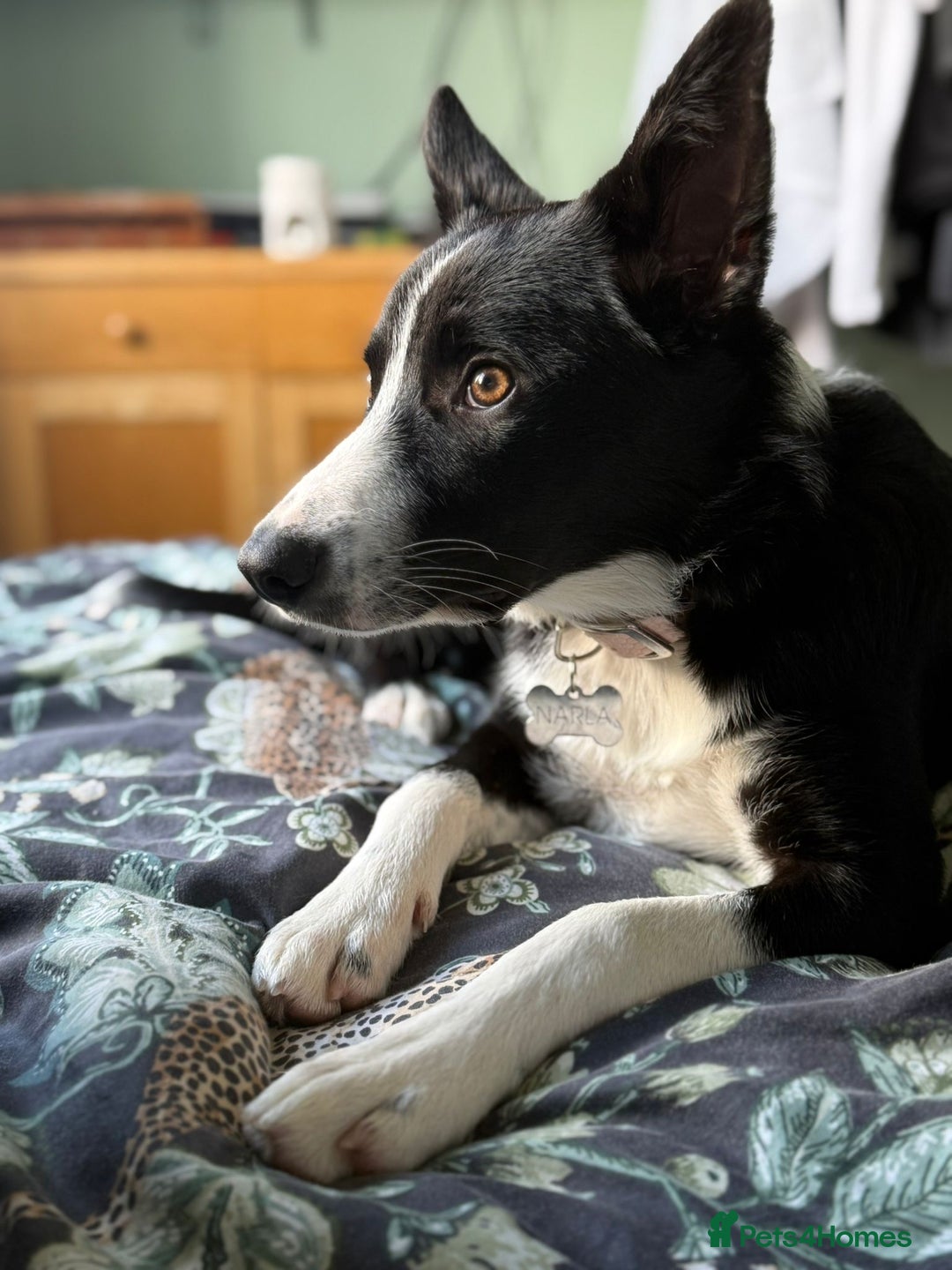 Border Collie dogs for sale: Border Collie Female 7 months old  - Advert 8