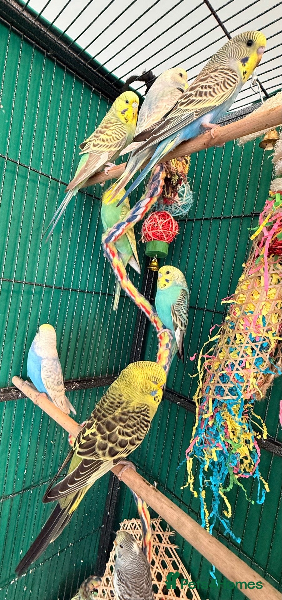 Budgerigars birds Young Budgies 8 to 10 Weeks Old Available Males - Advert 2