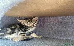 Mixed Breed cats for sale: Adorable kittens looking for their forever home 🐾 - Image 8