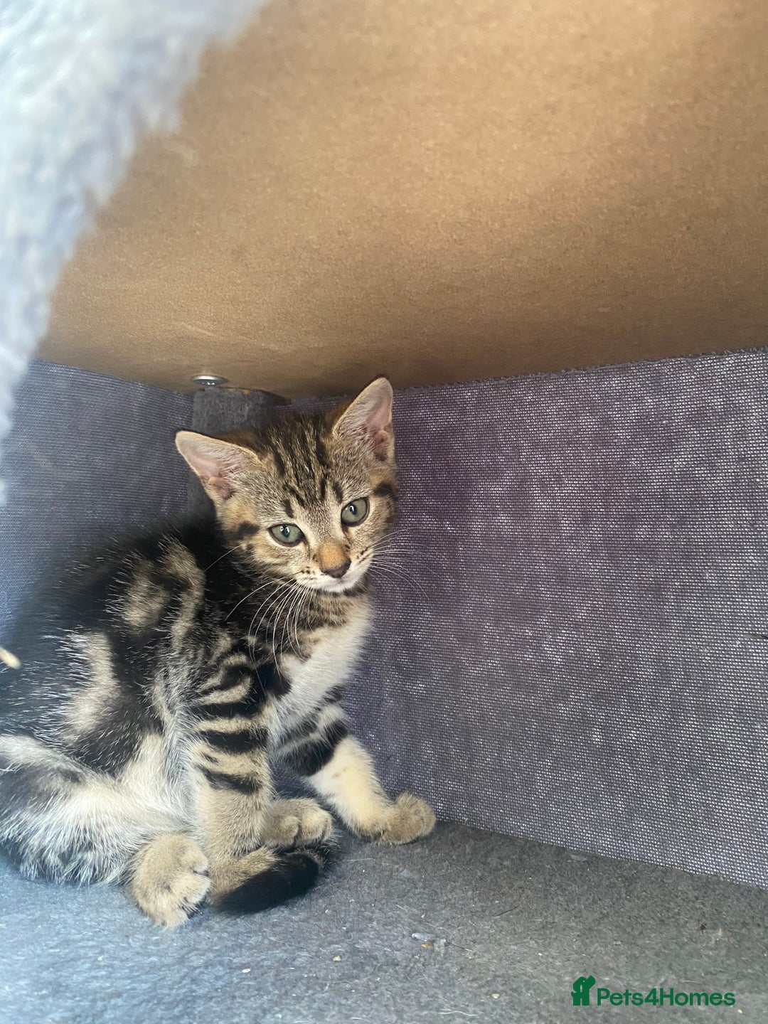 Mixed Breed cats for sale: Adorable kittens looking for their forever home 🐾 - Image 8