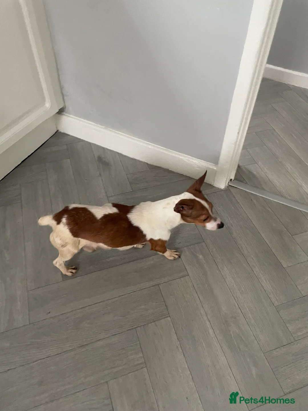 Jackapoo dogs for sale: Miniature jackapoo puppies with pedigree papers  - Advert 6