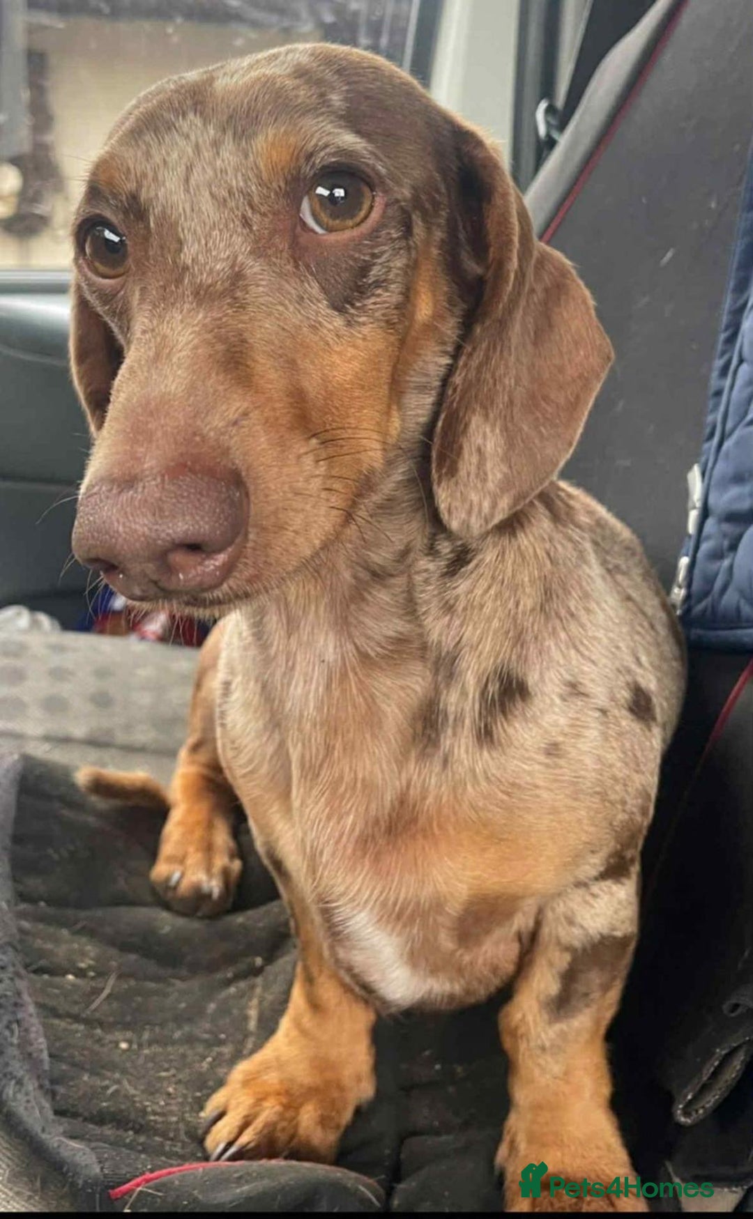 Miniature Dachshund dogs for sale: Miniature dachshund gorgeous boy  - Advert 8