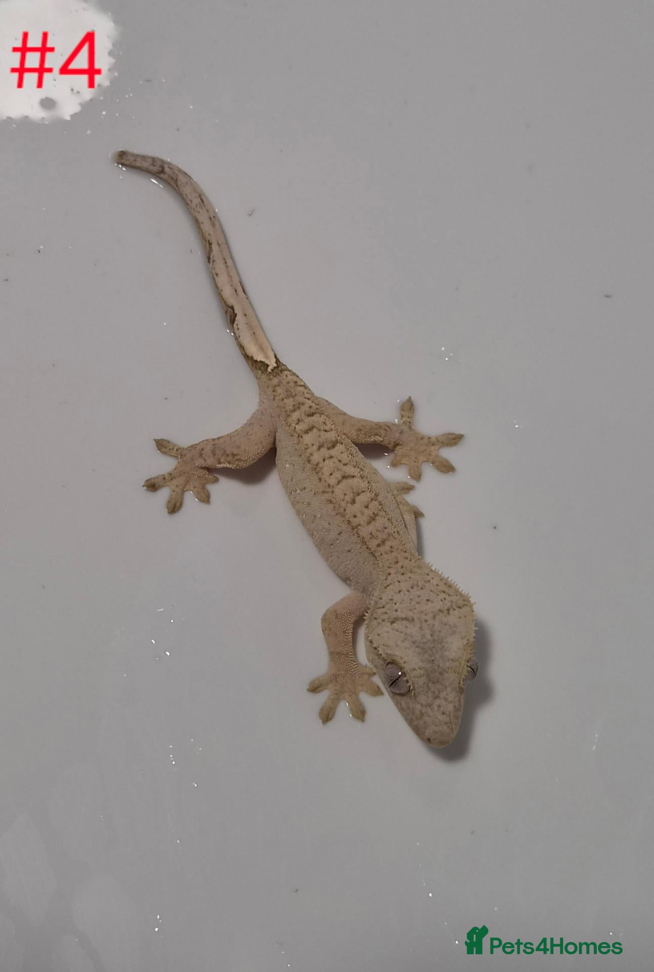 Gecko reptiles Crested Geckos  - Advert 7
