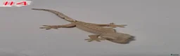 Gecko reptiles for sale: Crested Geckos  - Advert 1