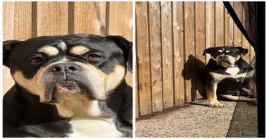 Olde English Bulldogge dogs - Advert 1