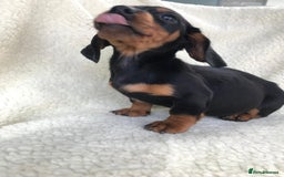 Dachshund dogs for sale: Dachshund puppies  - Image 16