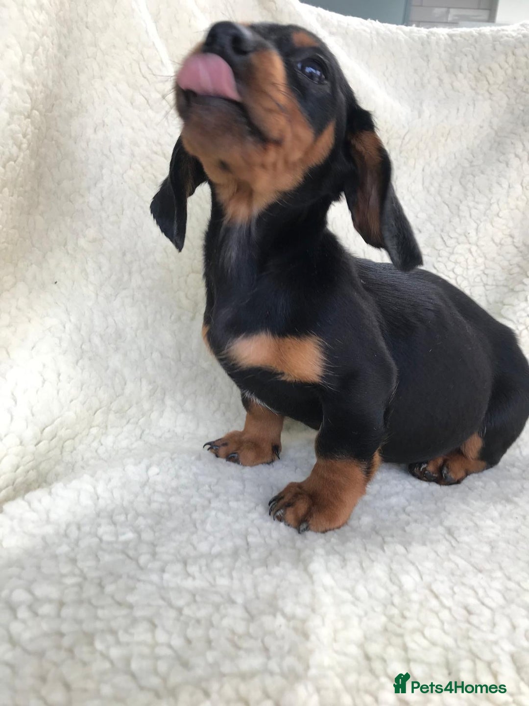 Dachshund dogs for sale: Dachshund puppies  - Image 16