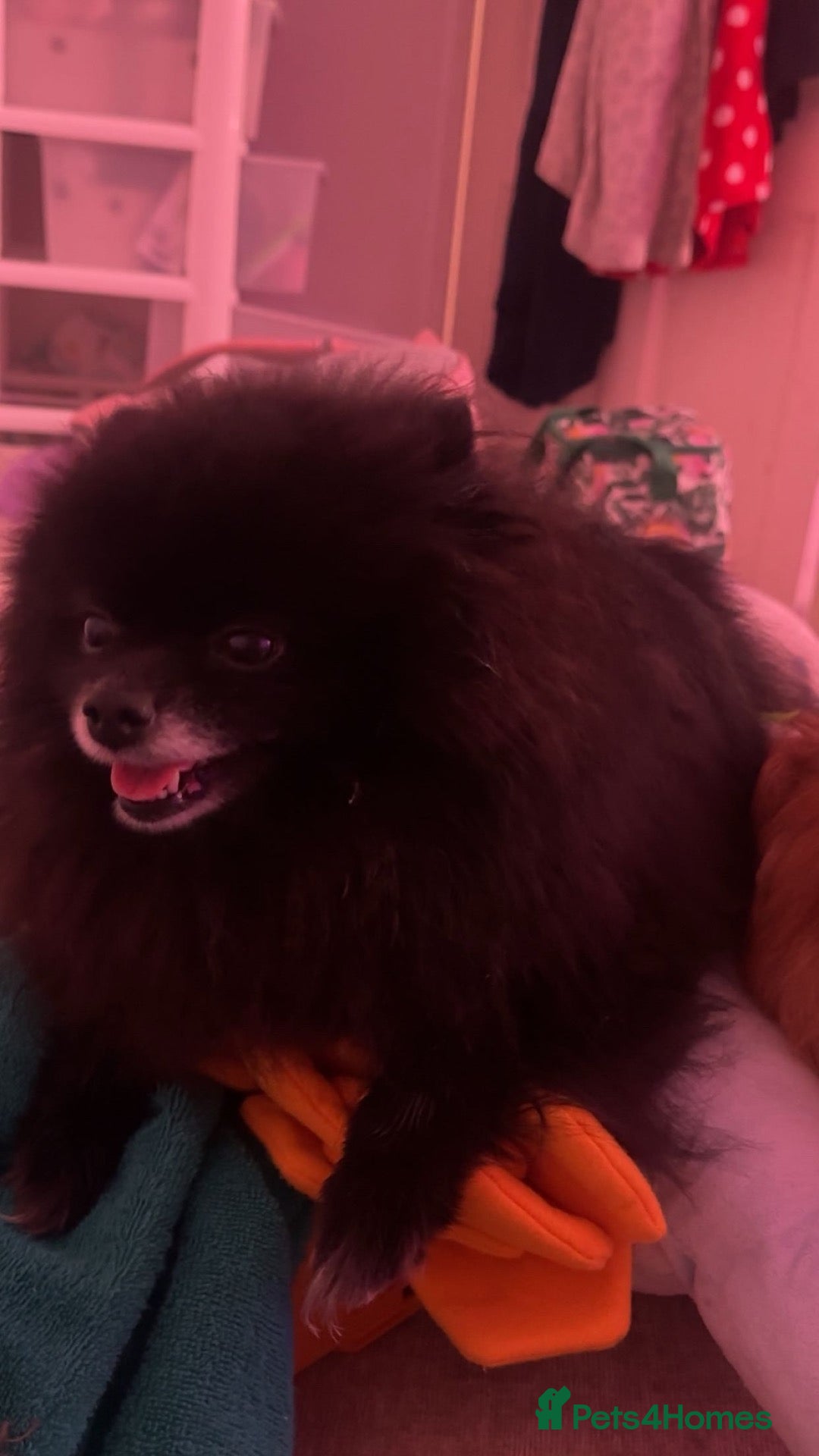 Pomeranian dogs Black female Pomerian  - Advert 1