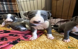 Mixed Breed dogs for sale: Adorable whippet x Italian greyhound pups !!! - Image 14