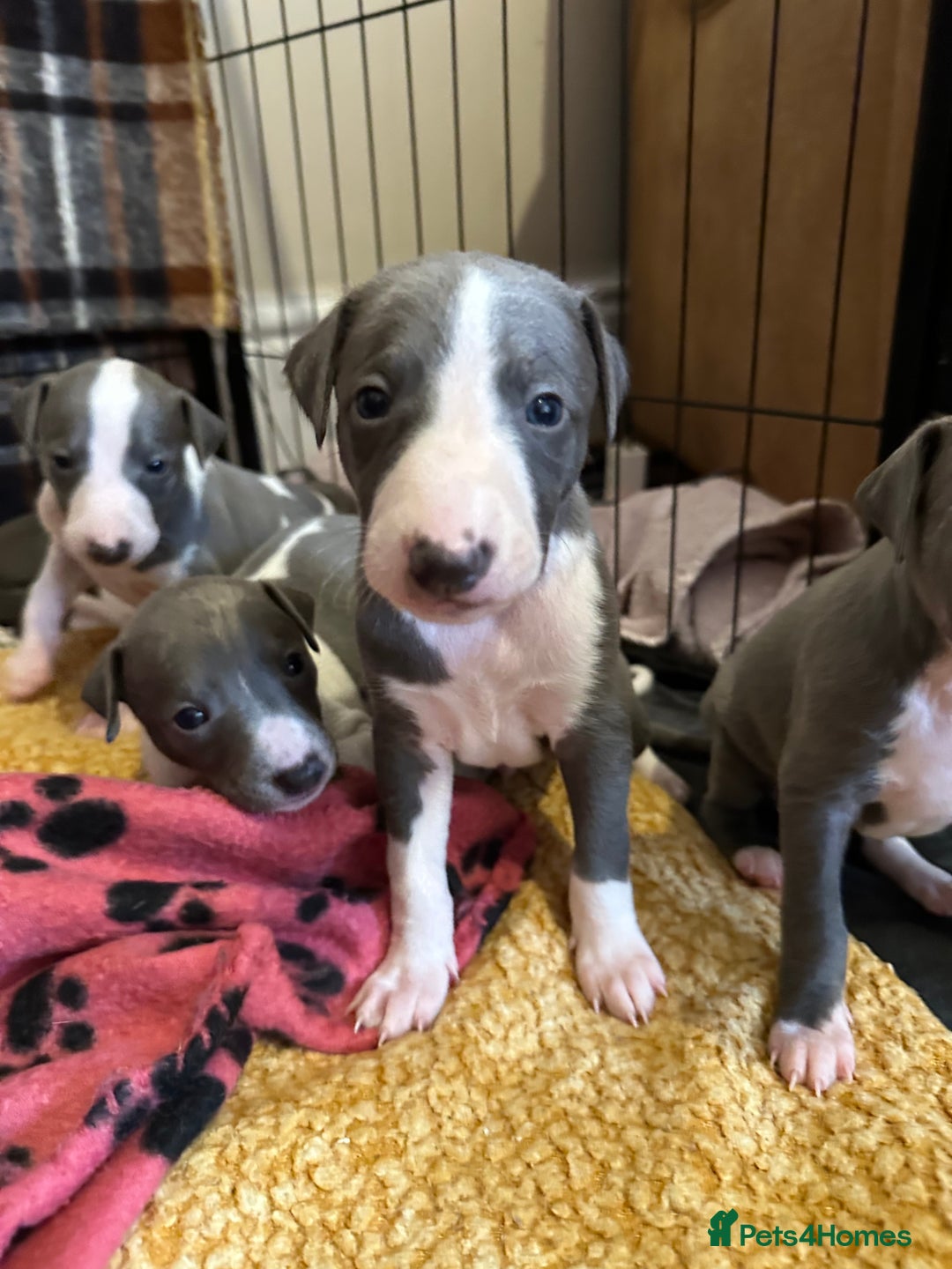 Mixed Breed dogs for sale: Adorable whippet x Italian greyhound pups !!! - Image 14