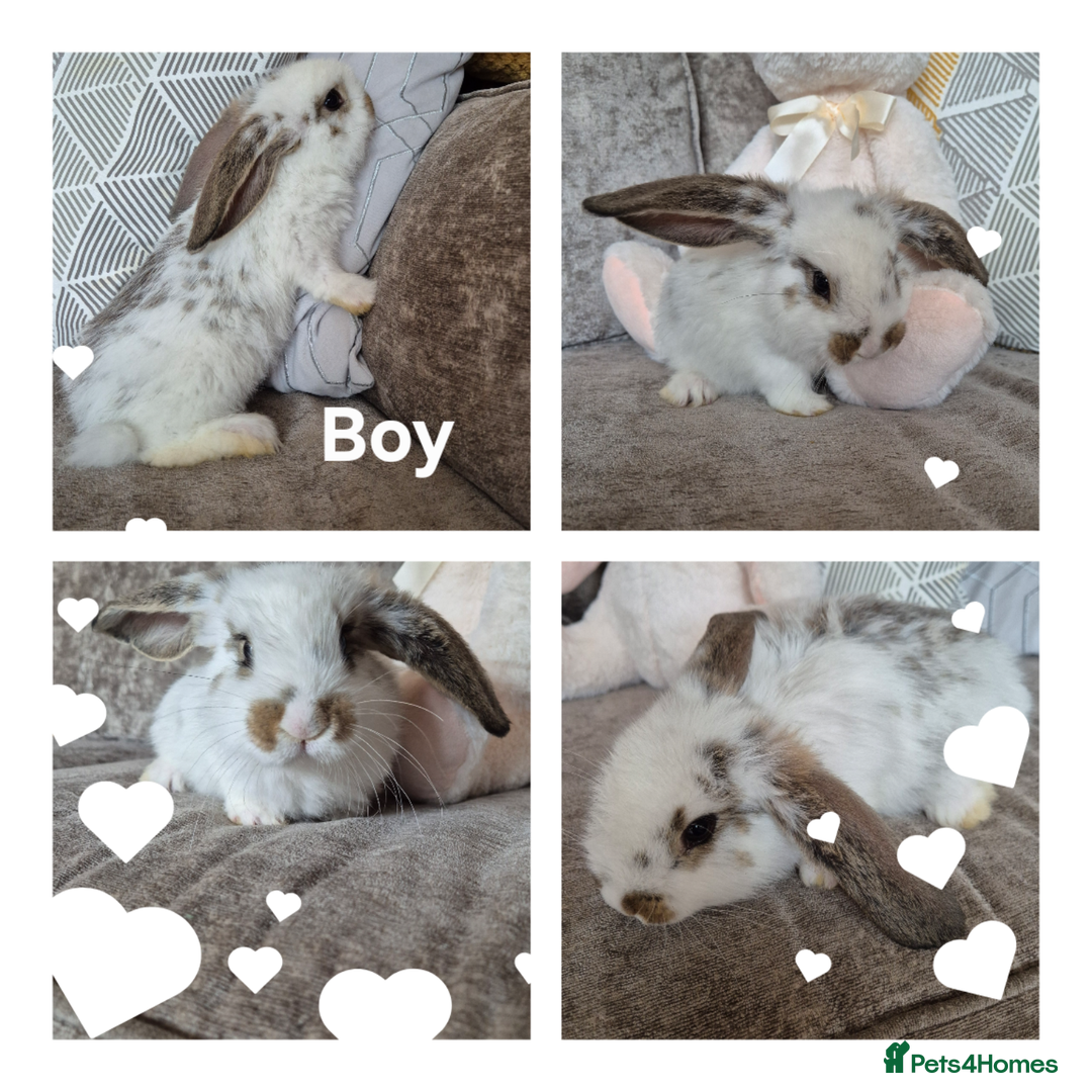 French Lop rabbits for sale: AtoB Lop Heaven - Image 2