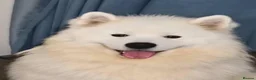 Samoyed dogs for stud: Samoyed for stud - Advert 5