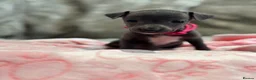 Italian Greyhound dogs for sale: 🏡 KC Italian greyhound puppies for sale 🏡 - Advert 17