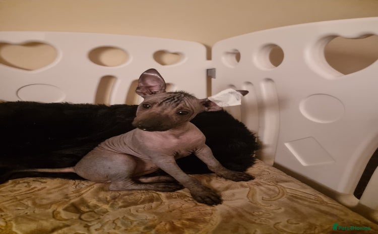 Mexican Hairless dogs - Advert 1