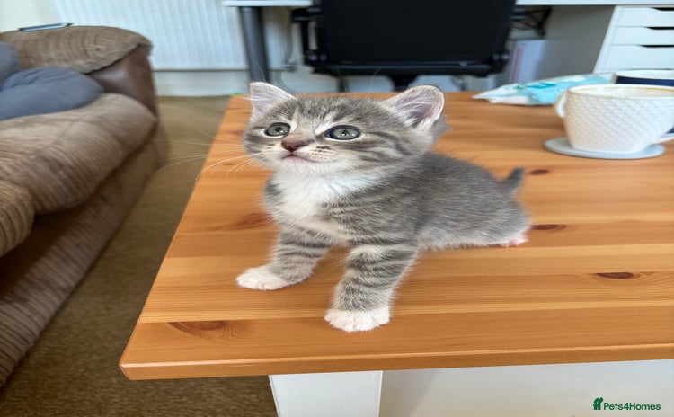 Mixed Breed cats - Advert 2