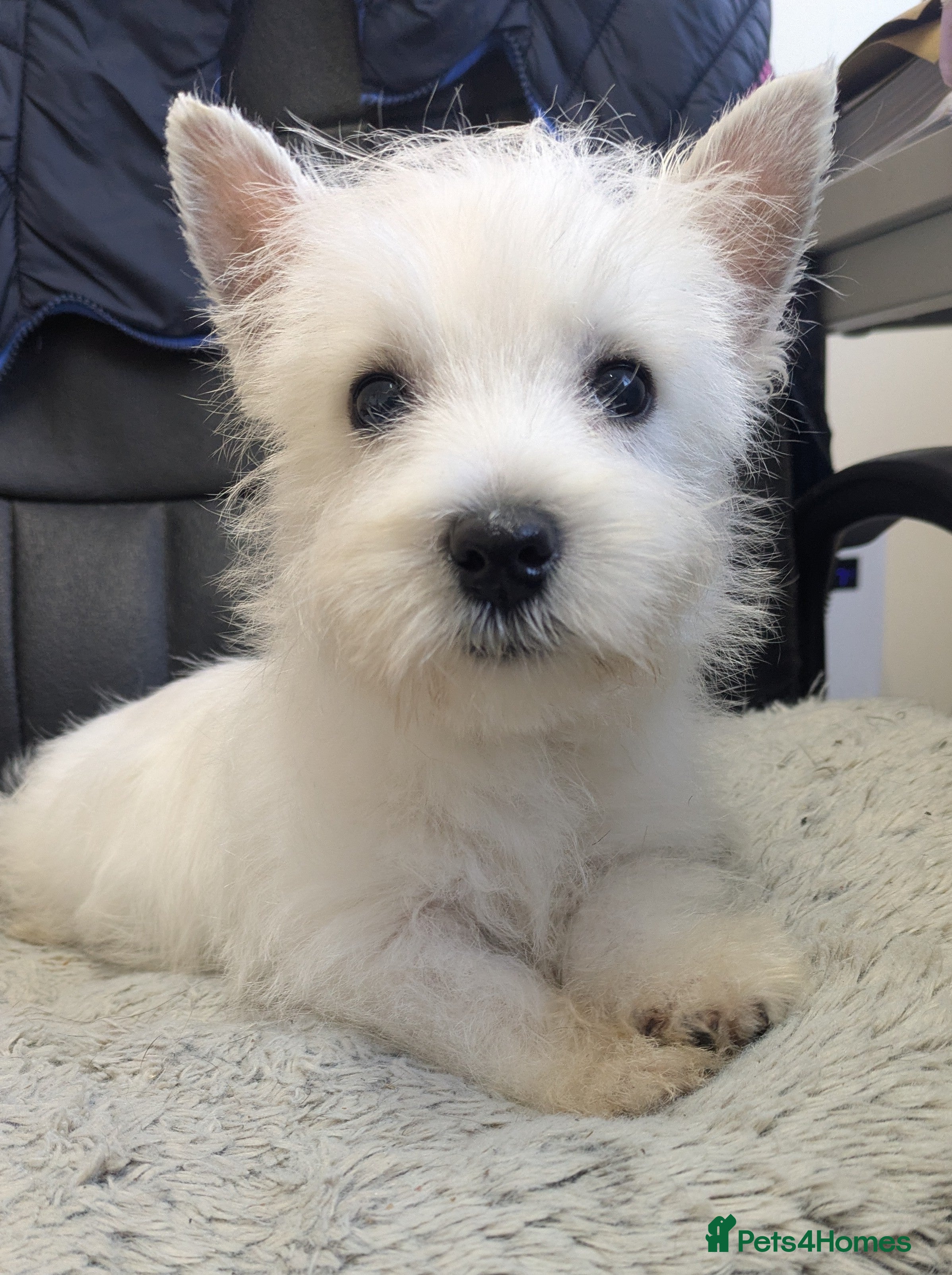 West Highland Terrier dogs Beautiful Westie boy  in Strathaven - Advert 9