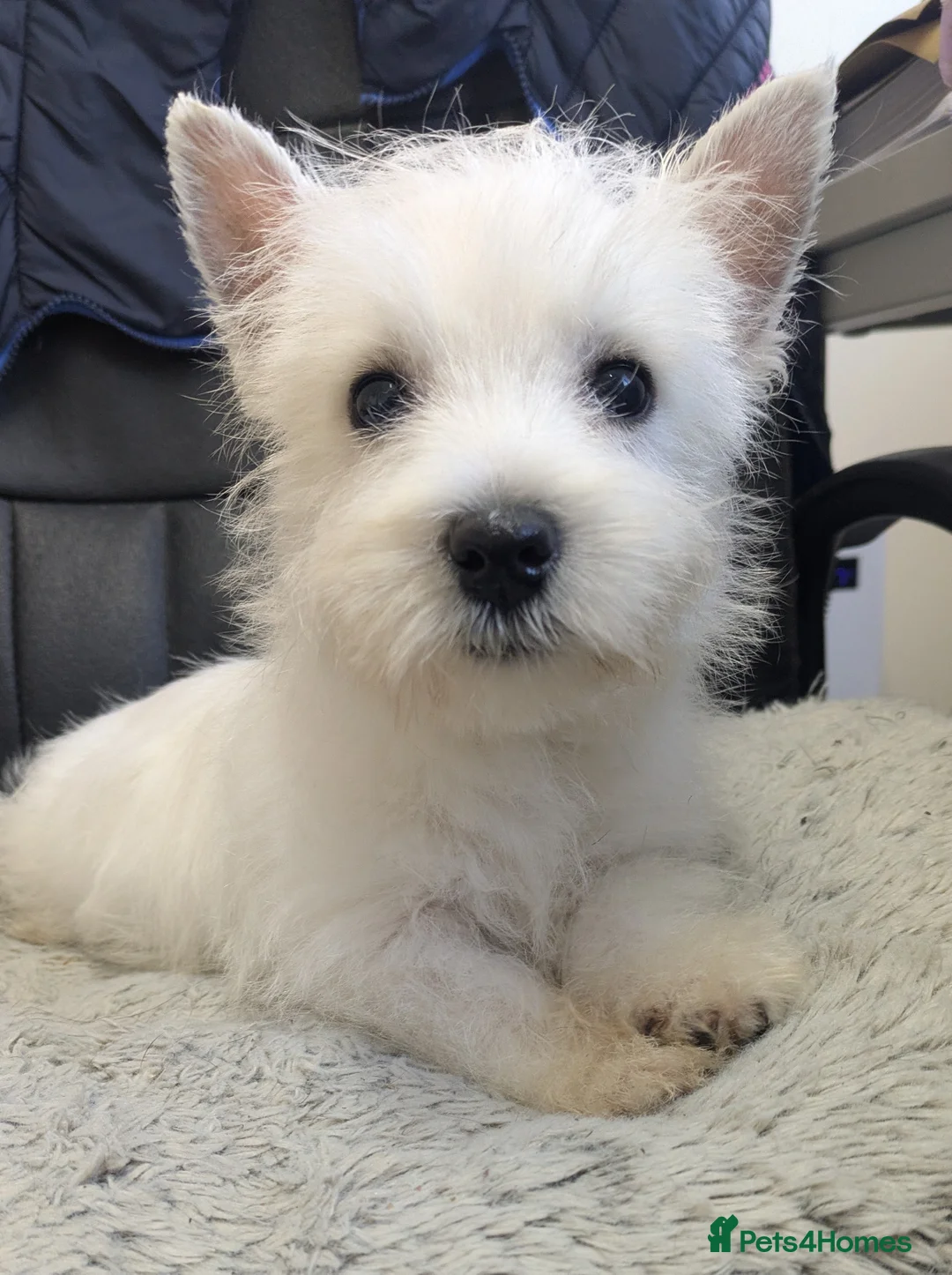 West Highland Terrier dogs for sale: Beautiful Westie boy  in Strathaven - Advert 1