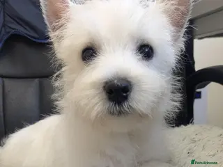 West Highland Terrier dogs Beautiful Westie boy in Strathaven - Advert 1