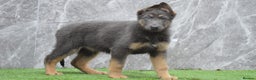 German Shepherd dogs for sale: KC Registered GSD Litter – 1 Male Available - Advert 1
