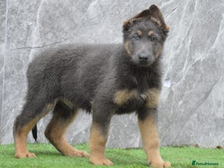 German Shepherd dogs KC Registered GSD Litter – 1 Male Available - Advert 2