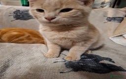 Domestic Shorthair cats for sale: 2 gorgeous ginger boys🌟 - Image 4