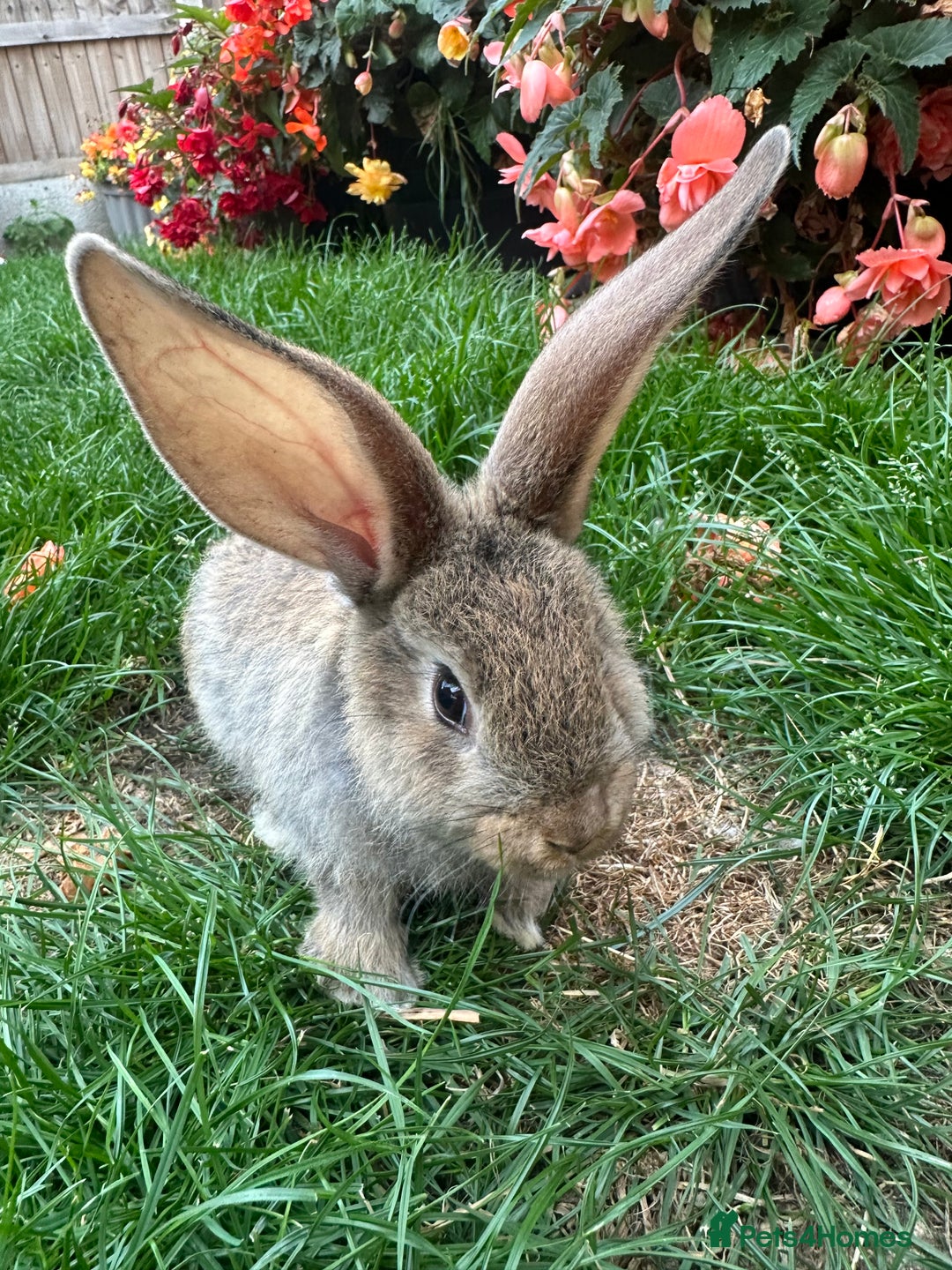 Continental Giant rabbits for sale: Pair of Continental Giant Rabbits  - Image 3