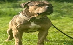 American Bulldog dogs for sale: Jhonson American Bulldog Merle Male (Kayos)  - Image 15