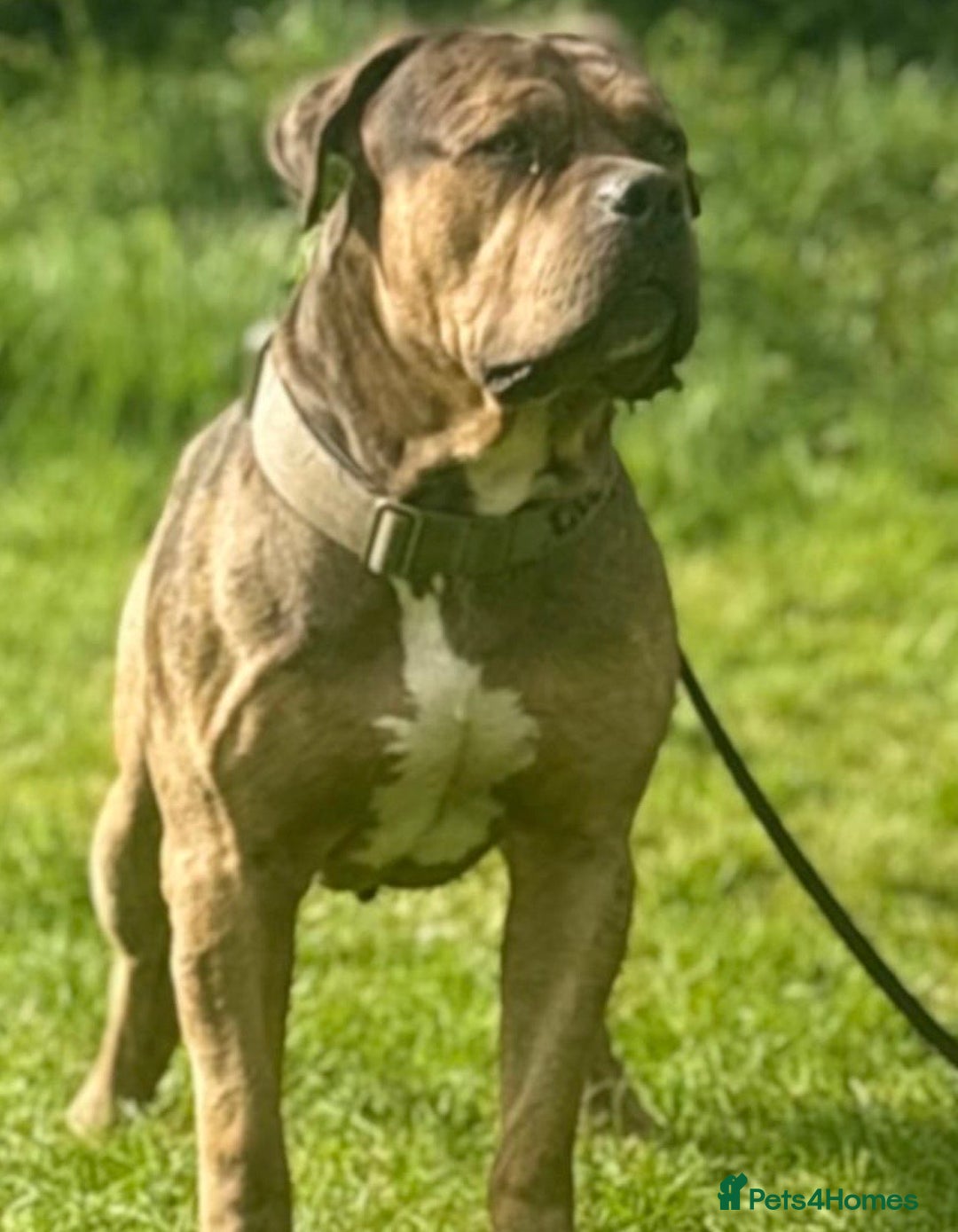 American Bulldog dogs for sale: Jhonson American Bulldog Merle Male (Kayos)  - Image 15