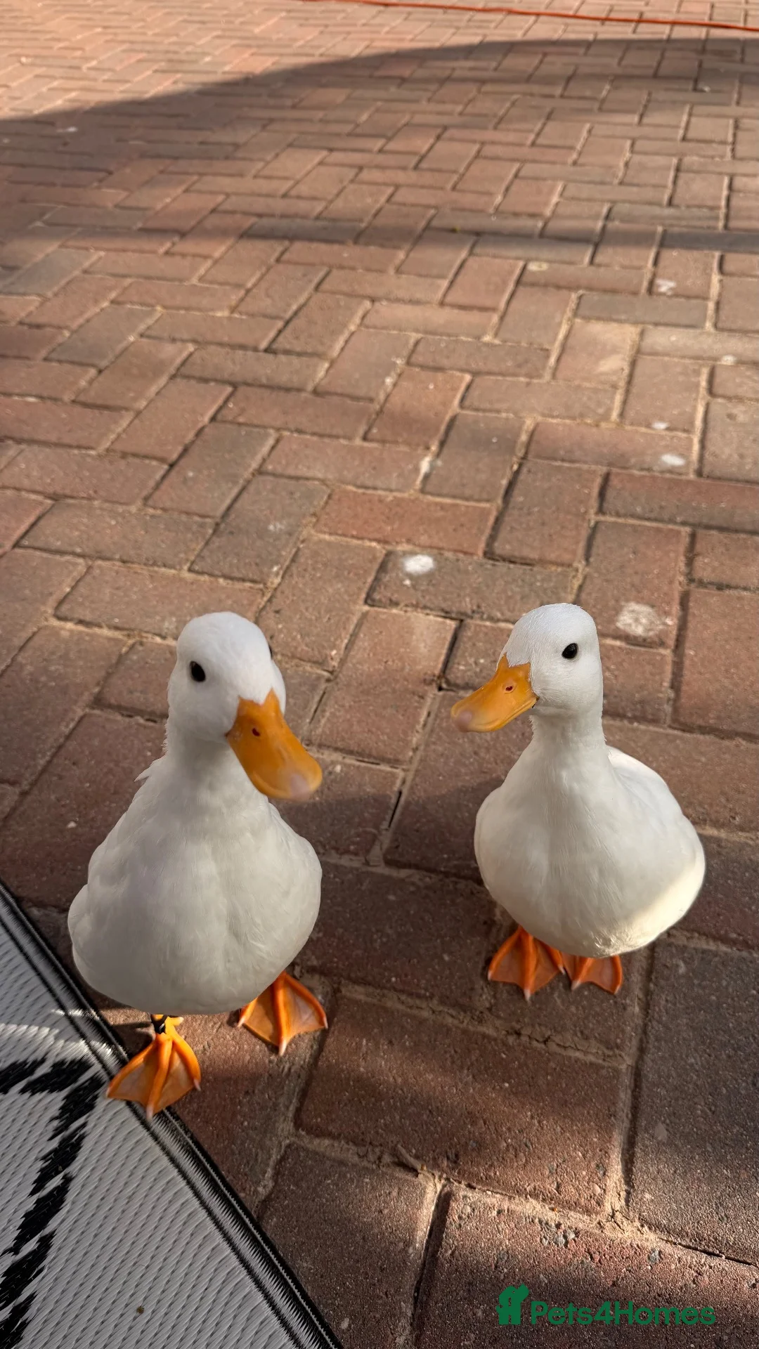 Ducks poultry for sale: 2 male call ducks  - Advert 2