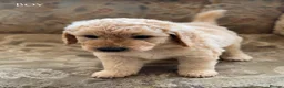 Mini Goldendoodle dogs for sale: F1B Mini Goldendoodles  in Wigan - Advert 5