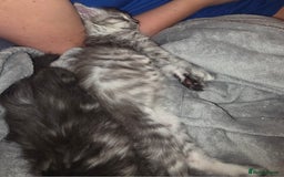 Maine Coon cats for sale: Xl Maine coon kittens  - Image 9