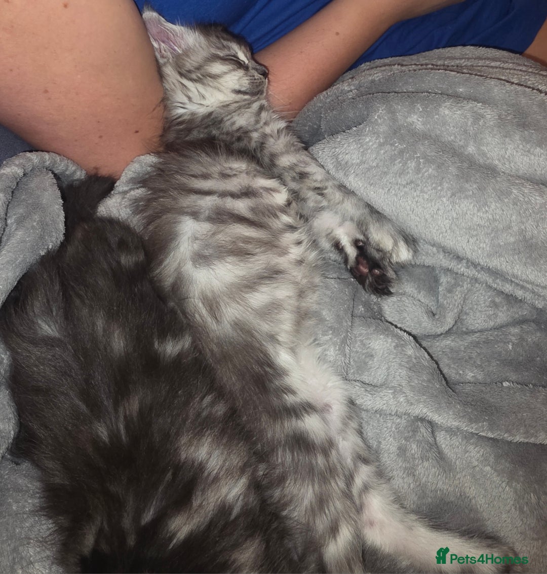 Maine Coon cats for sale: Xl Maine coon kittens  - Image 9