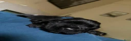 Flat coated Retriever dogs for sale: Flat coat retriever puppies for sale - Advert 15