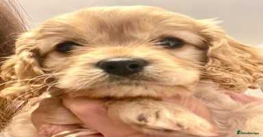 Cavapoo dogs Cavapoo - Advert 6