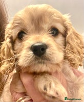 Cavapoo dogs Cavapoo - Advert 6