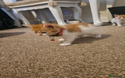 British Shorthair cats for sale: Beautiful Bengal x Calico Kittens - Image 14
