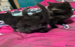 British Shorthair cats for sale: Kittens - Image 4