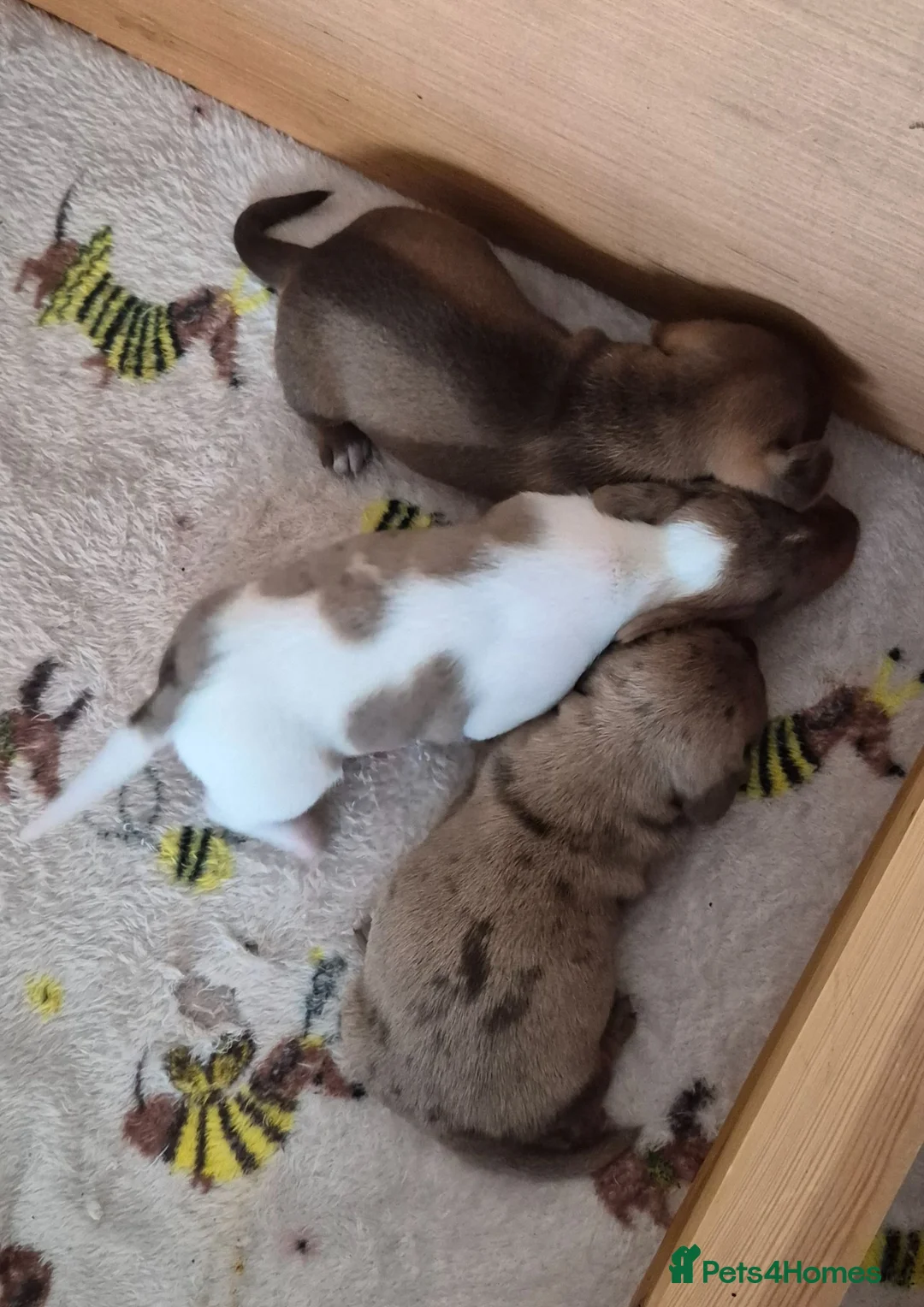 Dachshund dogs for sale: Miniature dachshunds smooth haired puppies - Advert 1