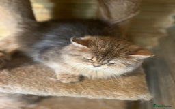 British Longhair cats for sale: Gorgeous female British Longhairs - Image 2